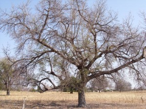 Farm Trees Marula 16_1