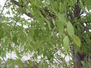 Farm Trees Mopane 16_4