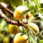 marula fruit