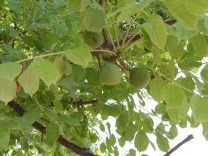 Marula fruit - the 2013 generation