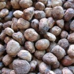 Marula nuts