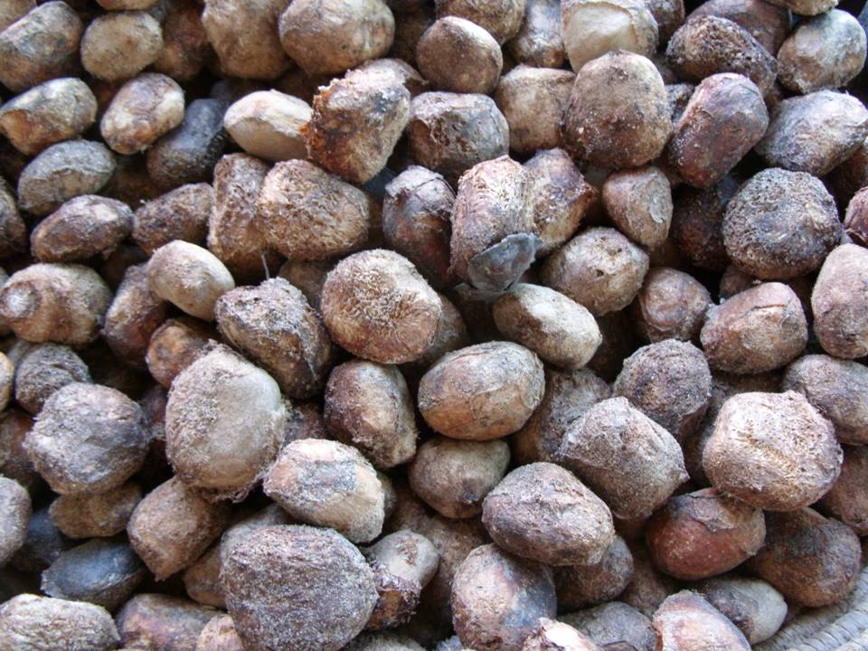 Marula-nuts.jpg