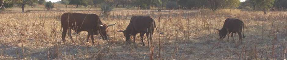 Cattle in mahangu field during the evening