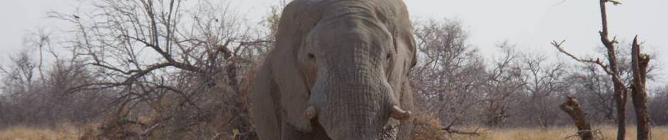 Elephant in Etosha