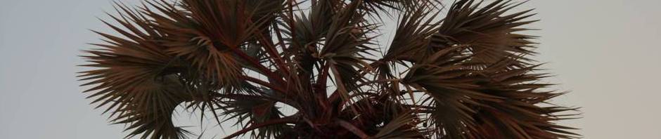 Sustainche Farm Palm Tree