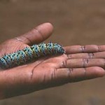 mopane worm