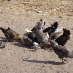 Farm Granary Chicken 15_4