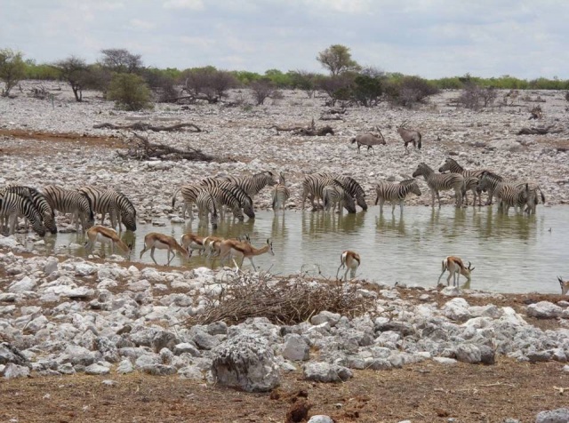 Okaukuejo Waterhole 2010.jpg