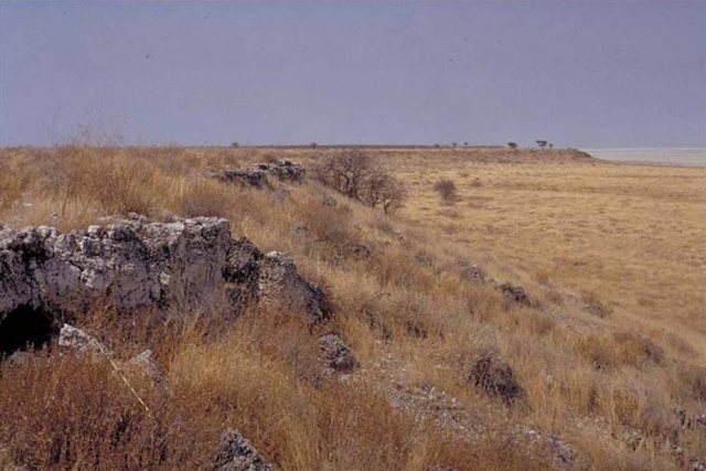 Etosha grass savanna plains 4 Etosha grass savanna plains 4