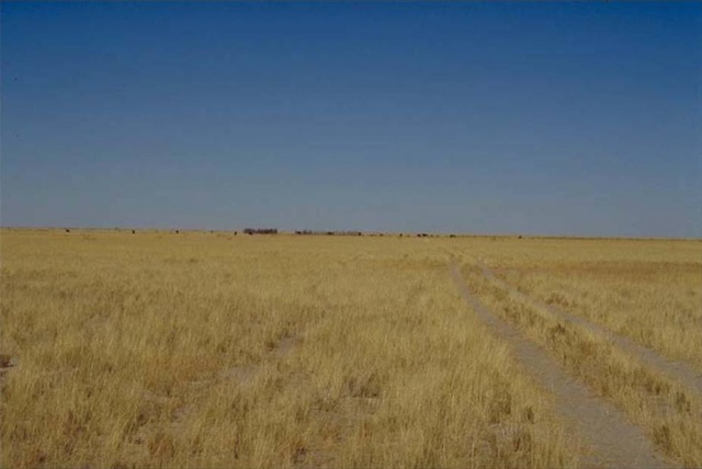 Etosha grass savanna plains 1.jpg Etosha grass savanna plains 1.jpg
