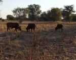 Cattle in the mahangu field