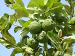 Fruits-Trees-Lemon-10_5