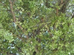 Fruits-Trees-Omuye-10_1