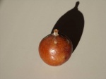 Fruits-Trees-Palm-Fruit-10_3