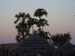 Fruits-Trees-Palm-and-Papaya-10_2