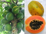 Fruits-Trees-Papaya-10_4