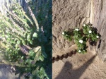 Farm-Garden-Herbs-and-Flowers-11_1