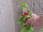 Farm-Garden-Herbs-and-Flowers-11_2