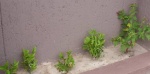 Farm-Garden-Herbs-and-Flowers-11_3