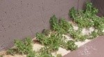 Farm-Garden-Herbs-and-Flowers-11_4