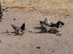 Farm-Granary-Chicken-15_3