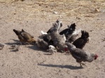 Farm-Granary-Chicken-15_4