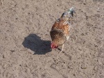 Farm-Granary-Chicken-15_5