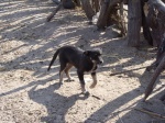 Farm-Granary-Doggy-15_6