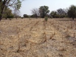 Farm-Harvested-Mahangu-Field-17_1
