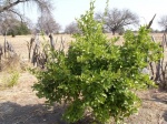 Farm-Trees-Lemon-16_3