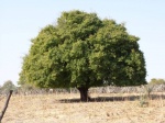 Farm-Trees-Omuye-16_2