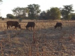 Farm-Harvested-Mahangu-Field-with-Cattle-17_2