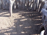 Farm-Piggery-18_1