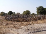 Farm-Cattle-and-Goats-Home-20_1