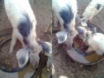 Farm-Piggery-Pigs-18_2