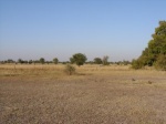 Northern Namibian park savanna 1