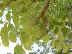 Marula Fruit green