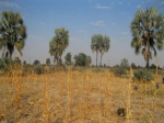 Northern Namibian palm tree savanna