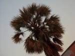 Farm House palm tree