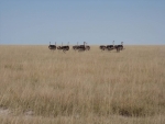 Ostriches