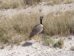 Northern black korhaan