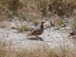 Namaqua sandgrouse