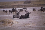 Blue Wildebeest