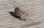 Banded Mongoose
