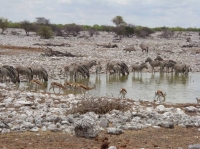 Okaukuejo Waterhole 2010.jpg
