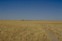 Etosha grass savanna plains 1.jpg