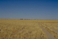 Etosha grass savanna plains 1.jpg