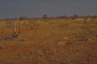 Western Etosha I