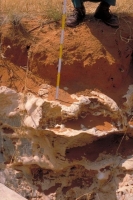 Western Etosha III - Rhodi Eutric Cambisol
