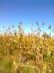 Owambo Sorghum